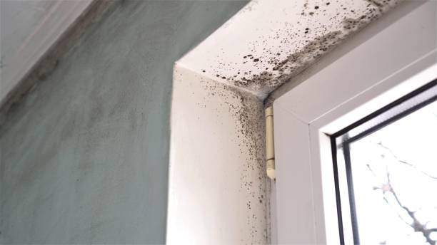 Best Real Estate Mold Inspection  in Crandon Lakes, NJ