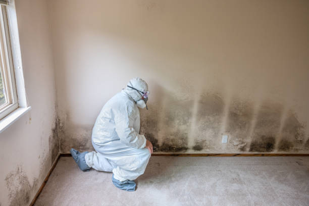 Best Basement Mold Removal  in Crandon Lakes, NJ