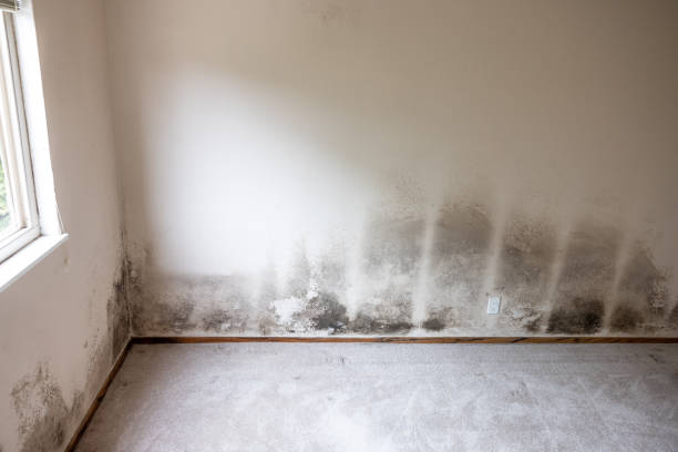 Trusted Crandon Lakes, NJ Mold Inspection, Removal & Remediation Experts